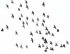 الدار البيضاء اليوم  - طيور إفريقيا مُهددة بالانقراض بسبب التغيرات المناخية