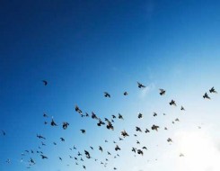 الدار البيضاء اليوم  - في ظاهرة غامضة نفوق مئات الطيور خلال تحليقها فجأة