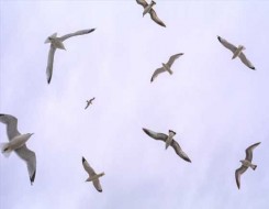 الدار البيضاء اليوم  - إبادة ملايين الطيور الداجنة في فرنسا بسبب تفشي وباء إنفلونزا الطيور