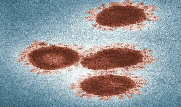 الدار البيضاء اليوم  - باحثون يحددون 5 أنواع من البكتيريا مرتبطة بسرطان البروستات