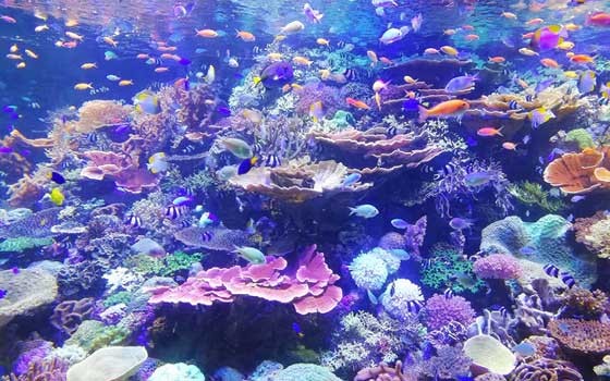 الدار البيضاء اليوم  - قطر تسعى لإنقاذ الشعاب المرجانية في الخليج العربي وترميمها بسبب تأثيرات التغير المناخي