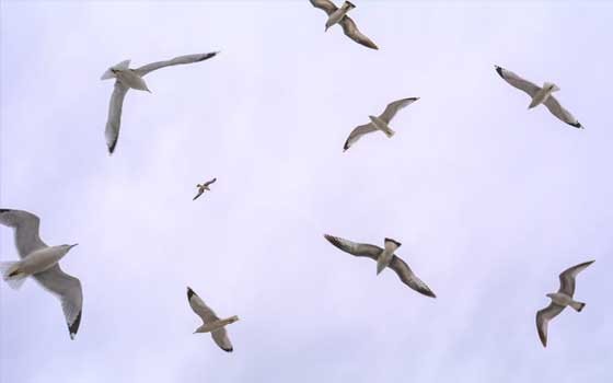 الدار البيضاء اليوم  - دراسة أميركية جديدة تؤكد أن تغير المناخ يؤثر على الطيور