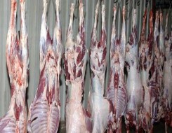 الدار البيضاء اليوم  - دراسة جديدة تكشف أن فيروس كورونا يبقى على اللحوم المجمدة لمدة شهر