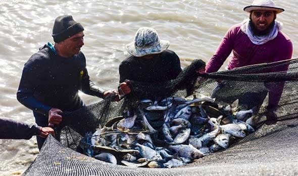إجراءات حكومية تحاصر عمليات الصيد العشوائي في سواحل الصحراء المغربية