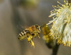 الدار البيضاء اليوم  - النحل الطنَّان سيتأثر بالتغير المناخي أكثر من الأنواع الصغيرة
