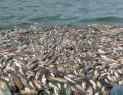 الدار البيضاء اليوم  - كارثة بيئية بعد نفوق كبير للأسماك في المغرب