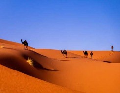 الدار البيضاء اليوم  - أصحاب وكالات السفر يطالبون بإضافتهم ضمن المستفيدين من الدعم الحكومي لقطاع السياحة