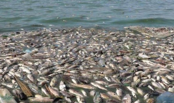 كارثة بيئية بعد نفوق كبير للأسماك في المغرب