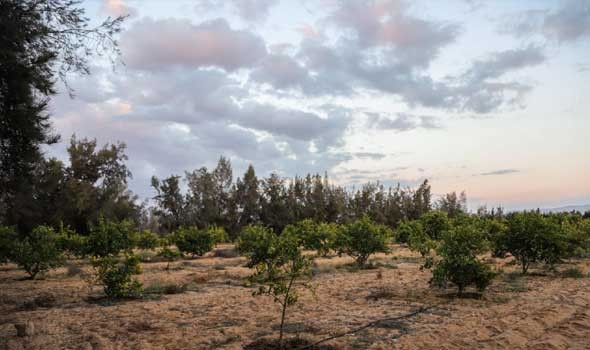 الدار البيضاء اليوم  - تحديد أقاليم زراعة القنب الهندي يدخل حيز التنفيذ في المغرب