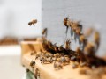 الدار البيضاء اليوم  - قطاع تربية النحل يترقب خسائر وازنة وانخفاض الإنتاج في المغرب