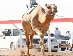 الدار البيضاء اليوم  - الإعلان عن جدول مسابقات الدورة السابعة من مهرجان الملك عبدالعزيز للإبل