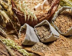 الدار البيضاء اليوم  - محصول المغرب من الحبوب يَتراجع بـ 67% ويُسجل 34 مليون قنطار