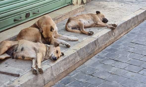 جمعيات تُطالب وزير الداخلية المغربي بحلول لانتشار الكلاب الضالة