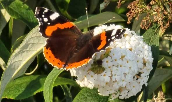 الدار البيضاء اليوم  - 24 نوعاً من الفراشات قد تودع شواطئ بريطانيا قريباً