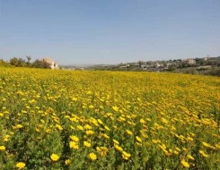 الدار البيضاء اليوم  - حدائق السفاري في كينيا تستقبل الزوار وتودع كورونا