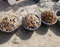 الدار البيضاء اليوم  - وزارة الصيد البحري تسمح بجمع وتسويق الصدفيات بأسفي والجديدة