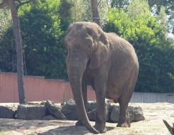 الدار البيضاء اليوم  - فيل يقتل سائحاً سعودياً بعدما هاجمه خلال رحلة سافاري داخل حديقة في أوغندا
