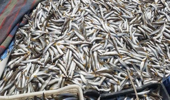 استنزاف الثروة السمكية يستنفر وزارتي الداخلية والصيد البحري في المغرب