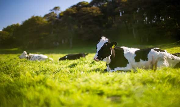 الحكومة المغربية تدعم اقتناء الأبقار الحلوب المستوردة
