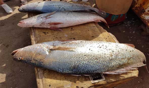 الدار البيضاء اليوم  - تناول الأسماك البحرية يزيد من مقاومة الإجهاد