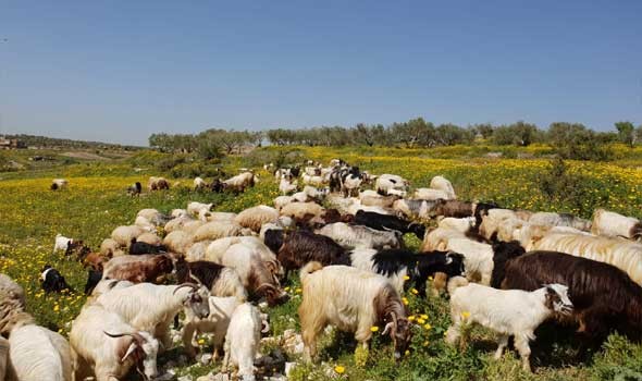 الدار البيضاء اليوم  - مربو الماشية والأغنام في المغرب يُشيدون ببرنامج دعم المتضررين من الجفاف