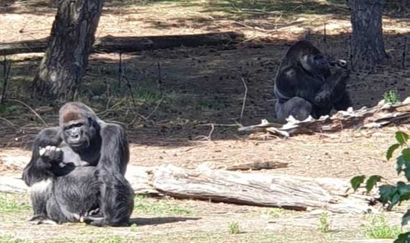 الدار البيضاء اليوم  - حديقة الحيوانات في الرباط تؤكد أن سلامة القردة و اتخاذ الإجراءات اللازمة لحماية الزوار