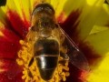 الدار البيضاء اليوم  - خلايا ذكية تُساعد على إنقاذ النحل في تونس