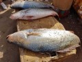 الدار البيضاء اليوم  - تحذير من سمكة سامة في الجزائر سمها يكفي لقتل 100 شخص