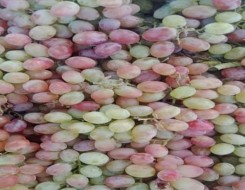 الدار البيضاء اليوم  - تناول العنب يقلل خطر الإصابة بمرض ألزهايمر